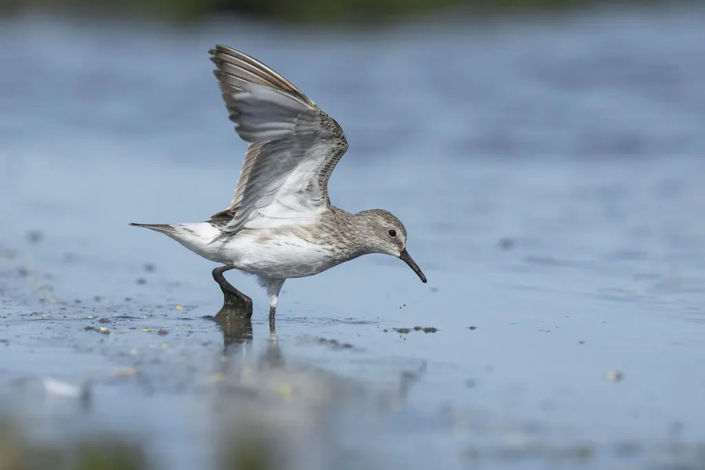 白腰滨鹬(Calidris fuscicollis)