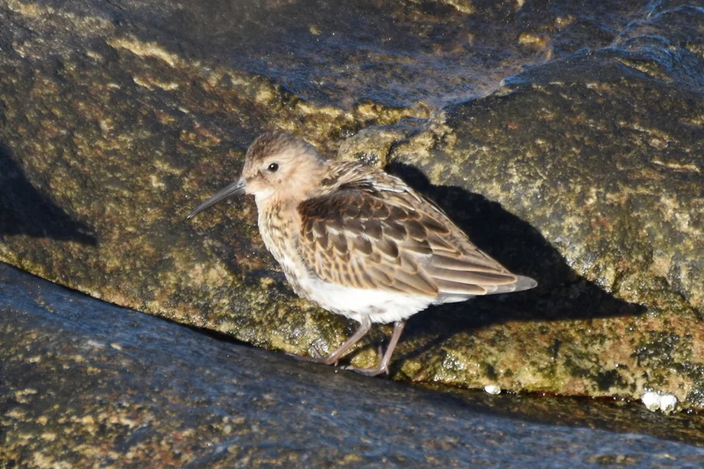 紫滨鹬(Calidris maritima)