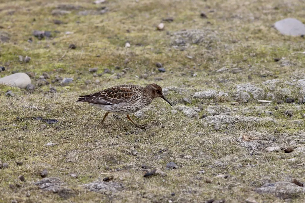 紫滨鹬(Calidris maritima)