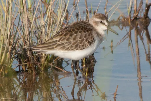 西方滨鹬（Calidris mauri）