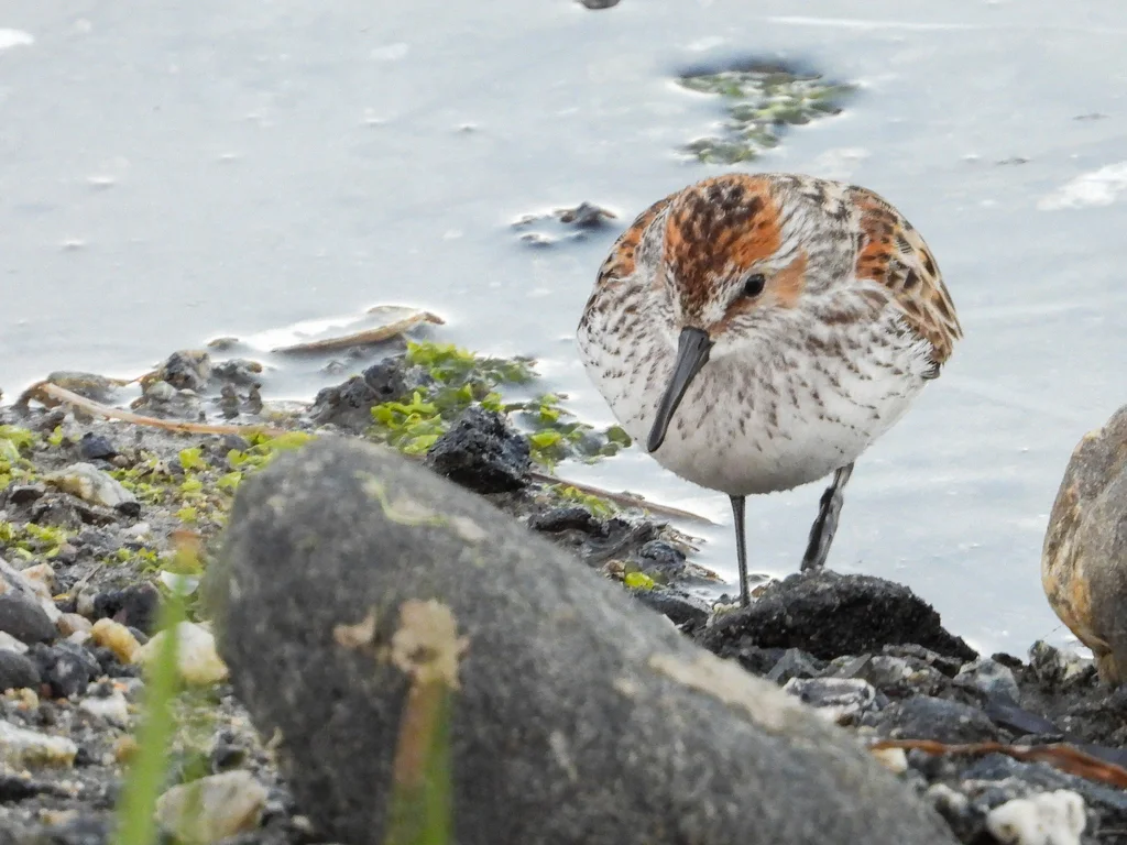 西方滨鹬（Calidris mauri）