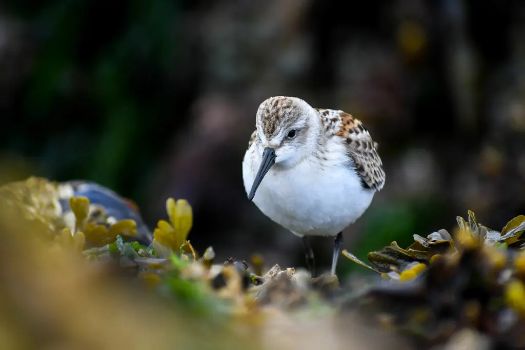 西方滨鹬（Calidris mauri）