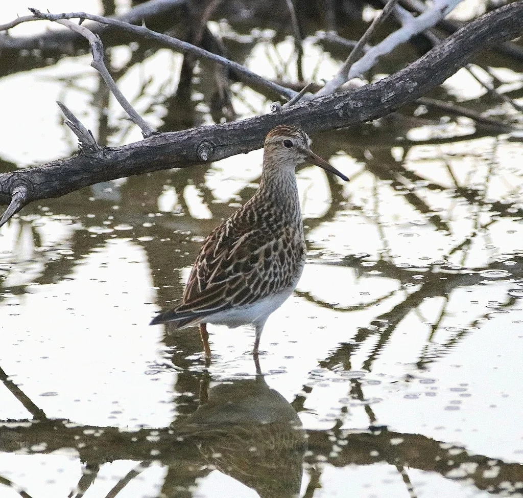 斑胸滨鹬(Calidris melanotos)