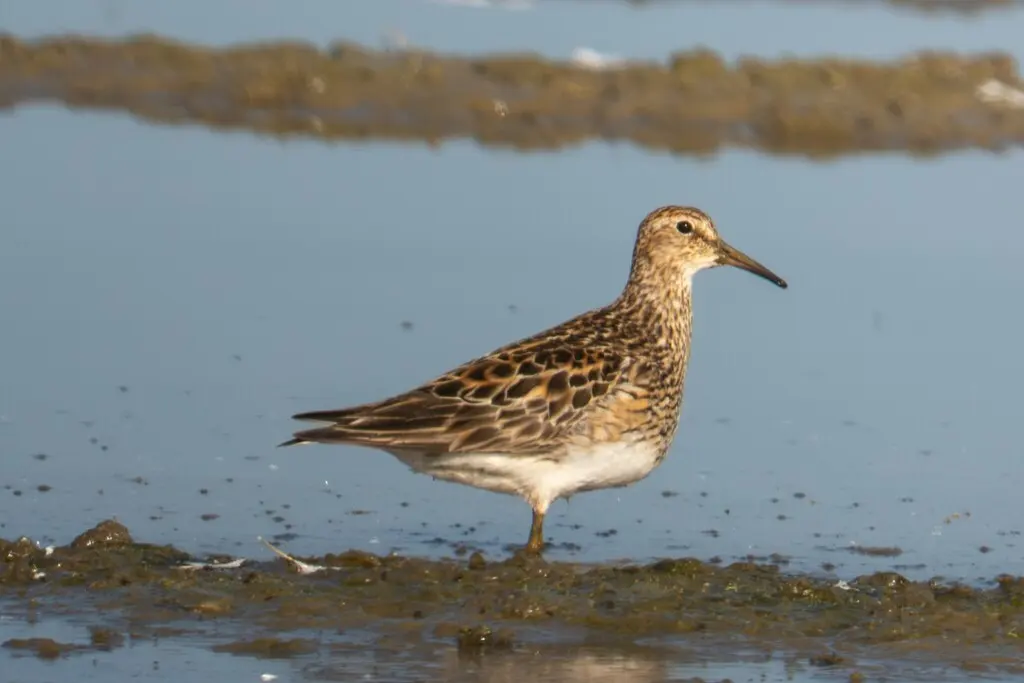 斑胸滨鹬(Calidris melanotos)