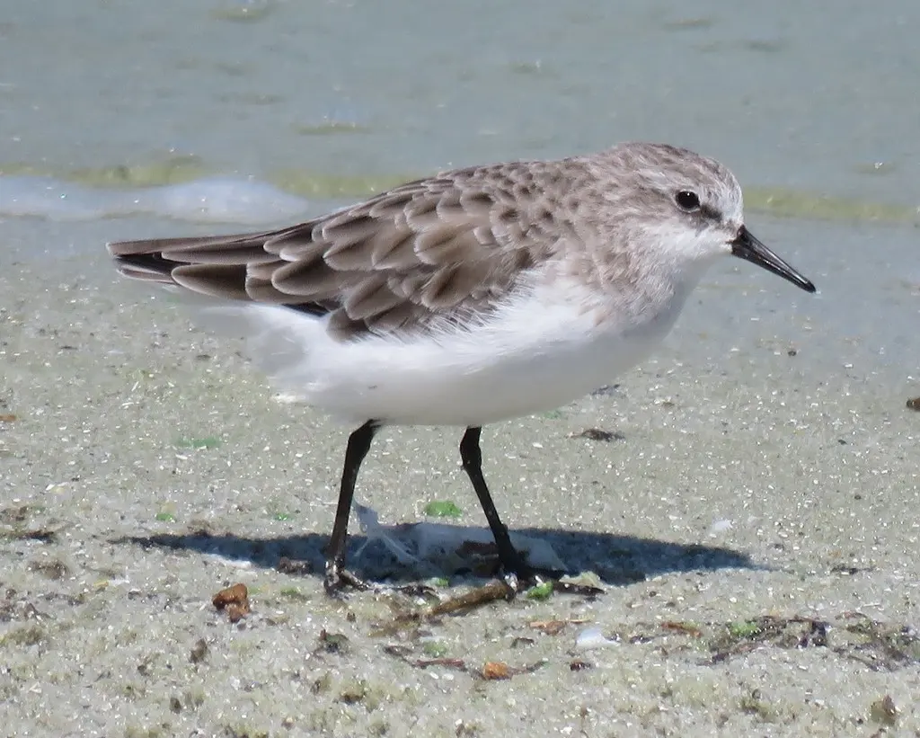 小滨鹬(Calidris minuta)