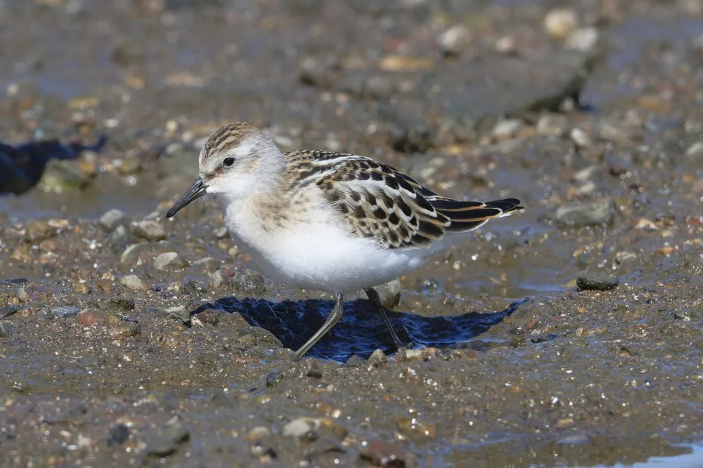 小滨鹬(Calidris minuta)