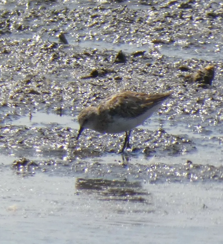 小滨鹬(Calidris minuta)