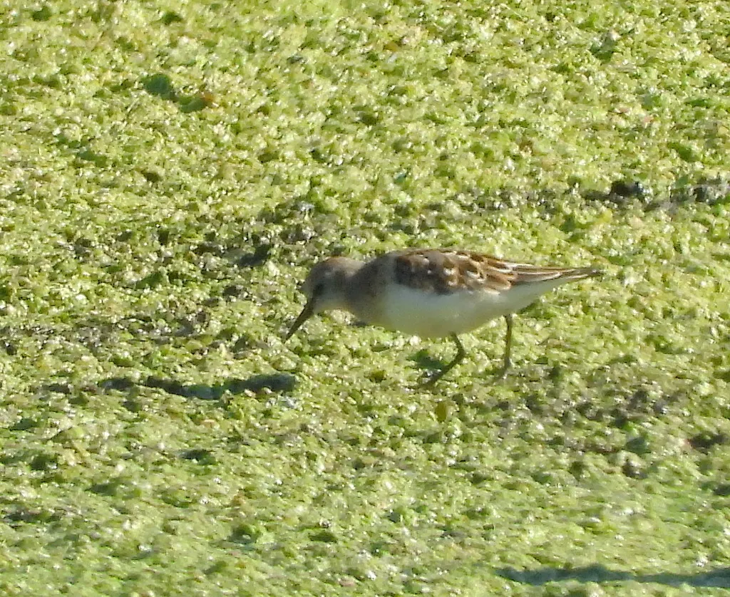 小滨鹬(Calidris minuta)