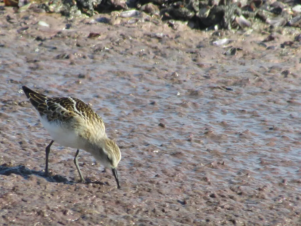 小滨鹬(Calidris minuta)