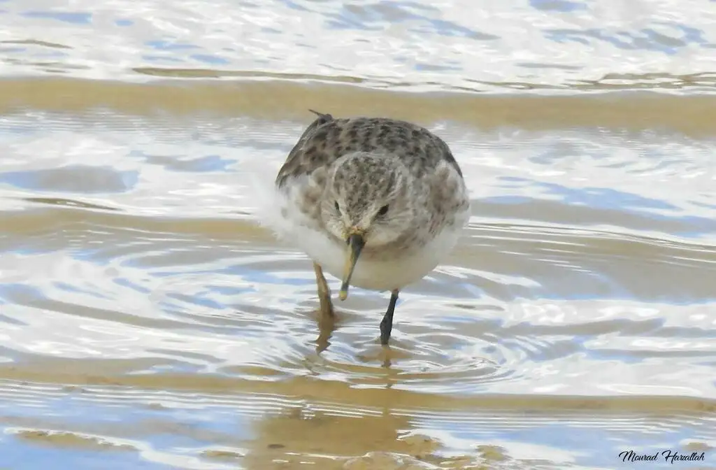 小滨鹬(Calidris minuta)