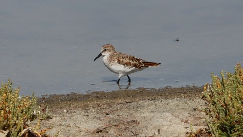 小滨鹬(Calidris minuta)