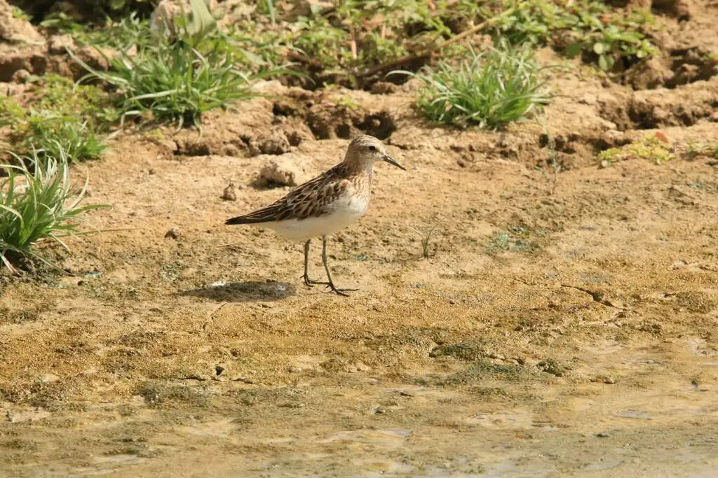 小滨鹬(Calidris minuta)