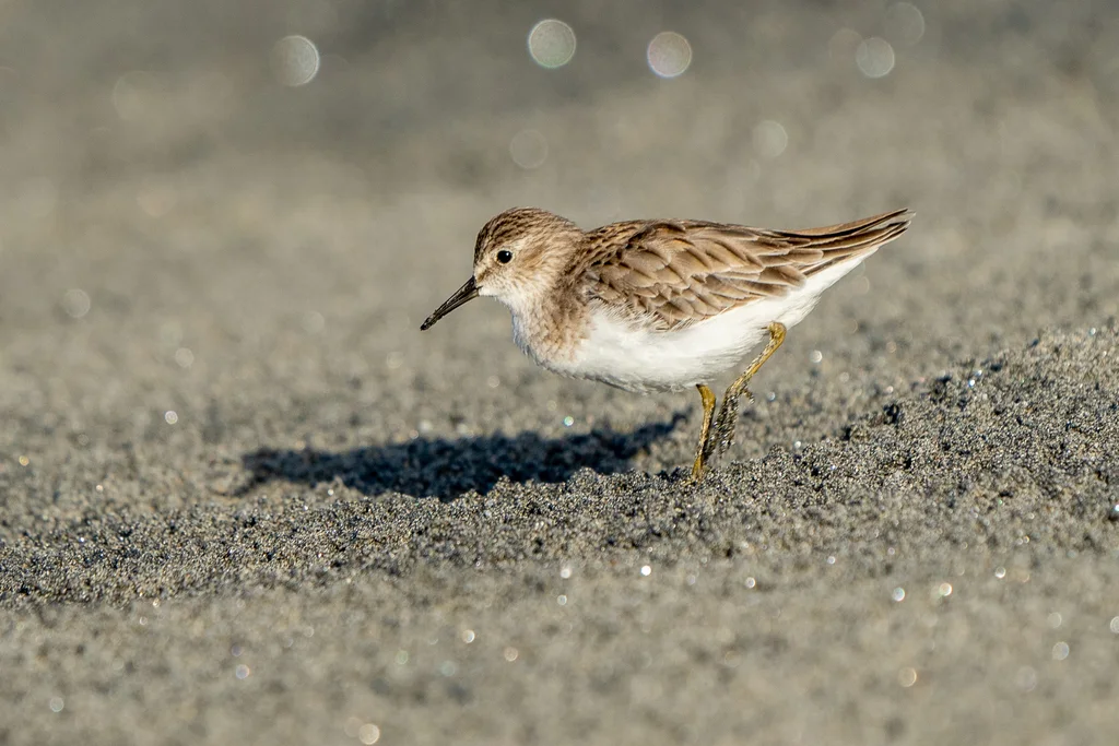 美洲小滨鹬(Calidris minutilla)