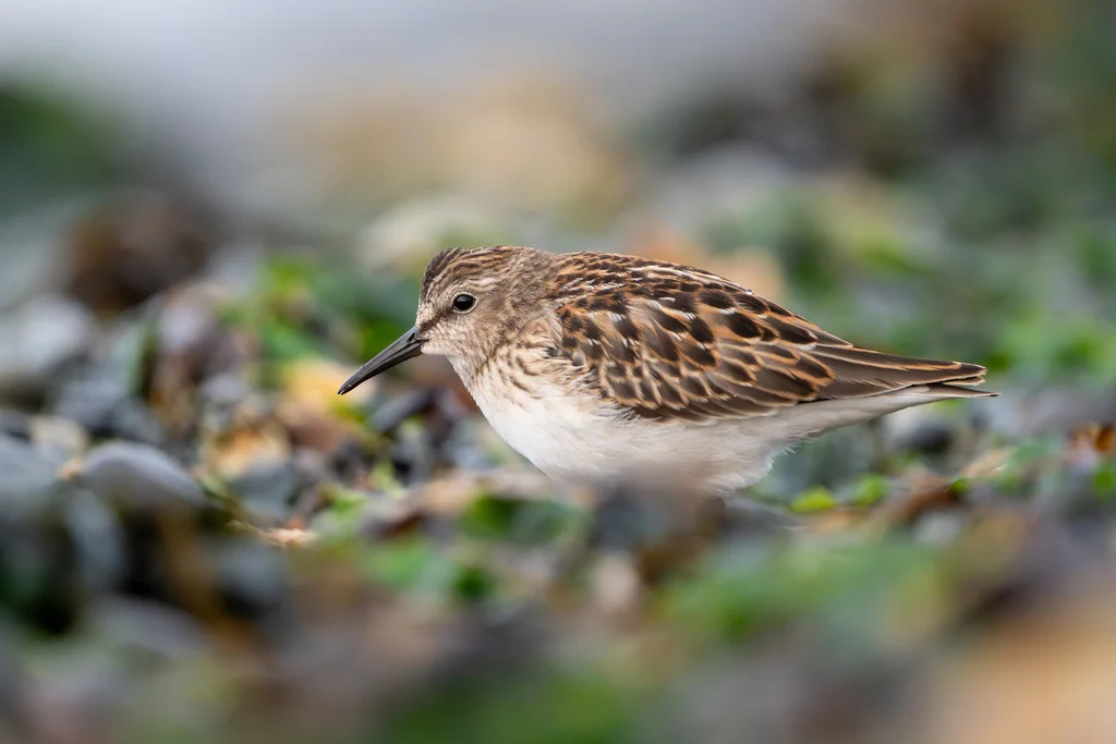 美洲小滨鹬(Calidris minutilla)