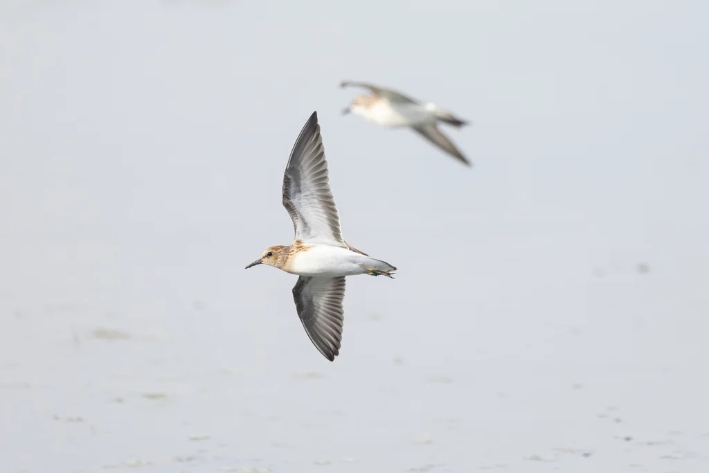美洲小滨鹬(Calidris minutilla)