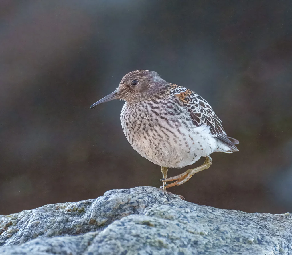 岩滨鹬(Calidris ptilocnemis)