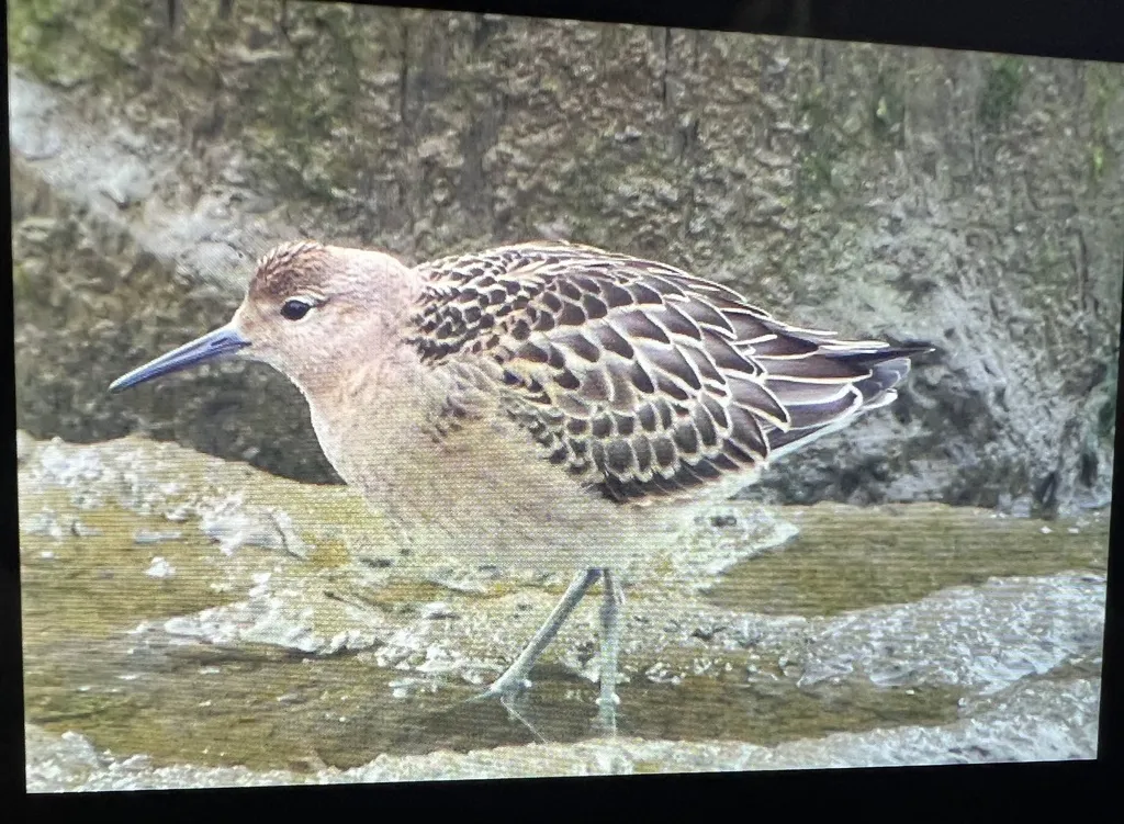 流苏鹬(Calidris pugnax)