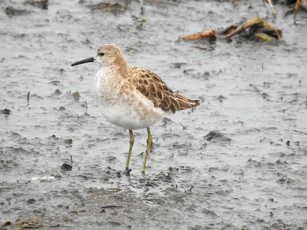 流苏鹬(Calidris pugnax)
