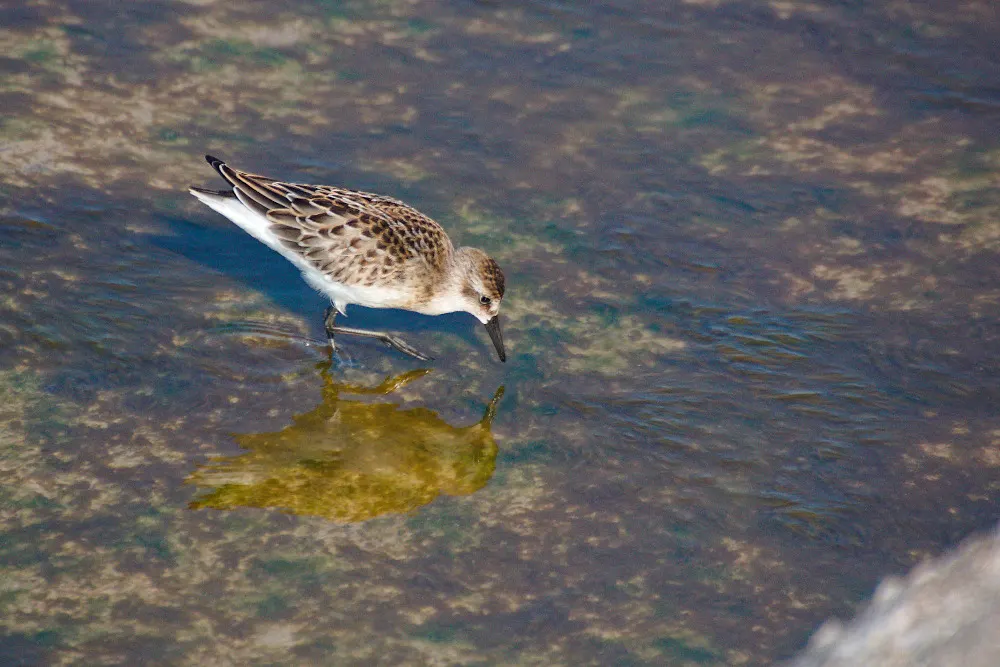 半蹼滨鹬(Calidris pusilla)