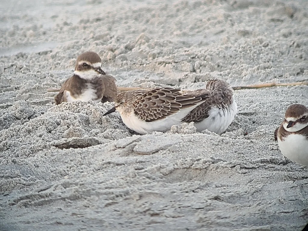 半蹼滨鹬(Calidris pusilla)
