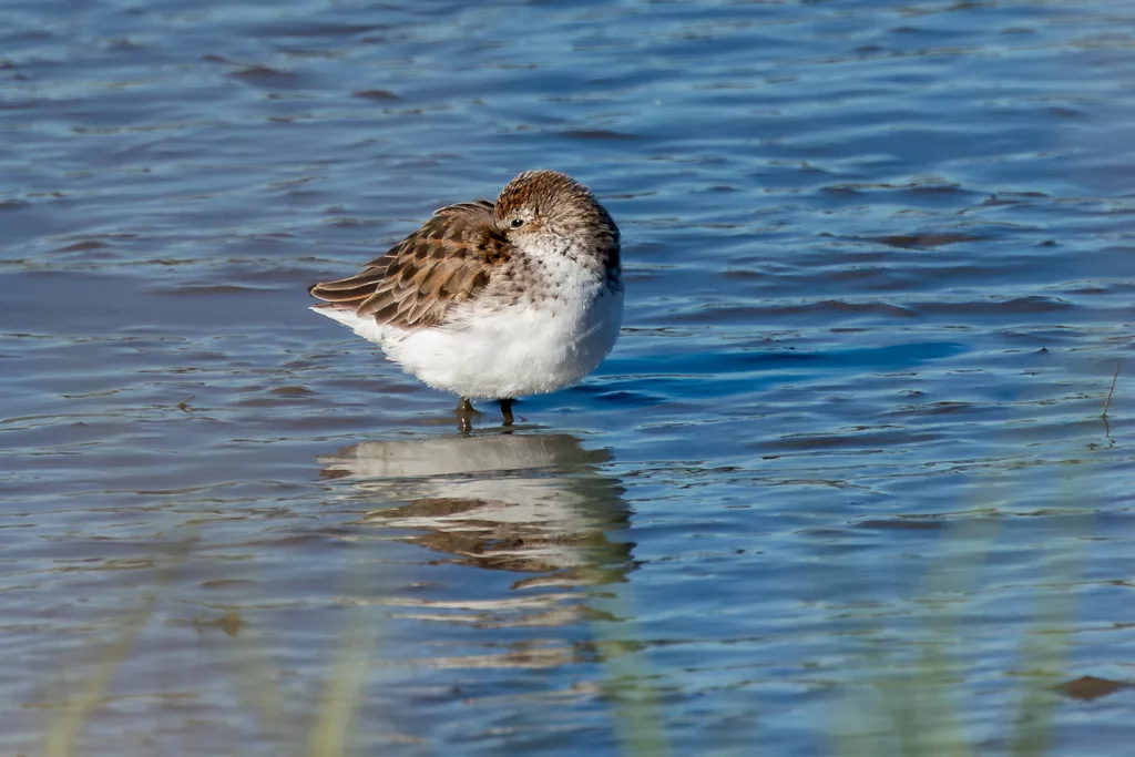 半蹼滨鹬(Calidris pusilla)