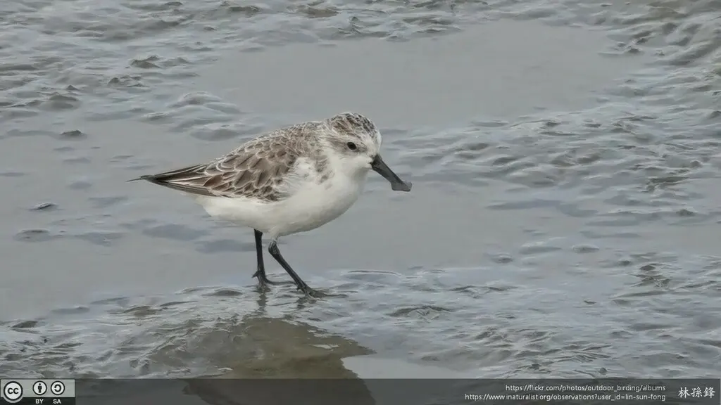 勺嘴鹬(Calidris pygmaea)