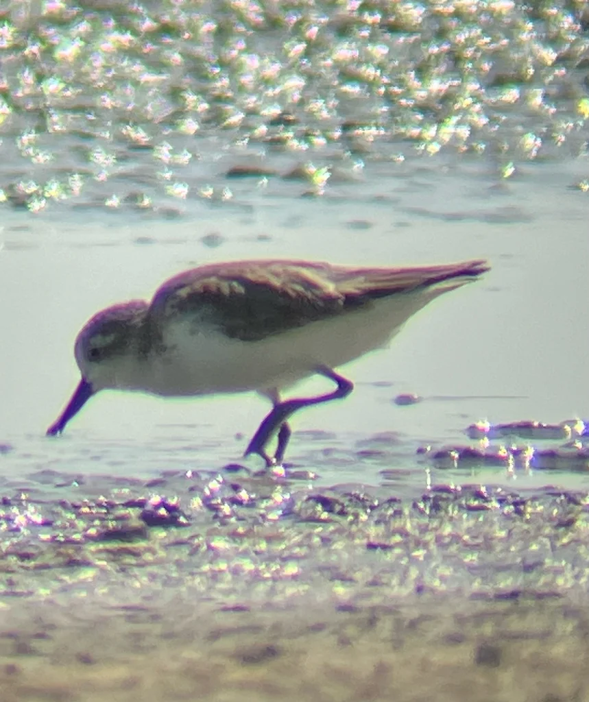 勺嘴鹬(Calidris pygmaea)