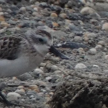 勺嘴鹬(Calidris pygmaea)