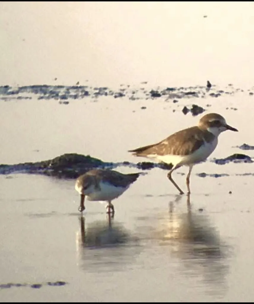 勺嘴鹬(Calidris pygmaea)