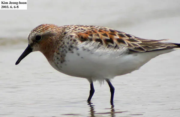 红颈滨鹬(Calidris ruficollis)