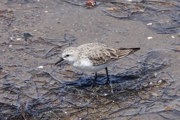 红颈滨鹬(Calidris ruficollis)