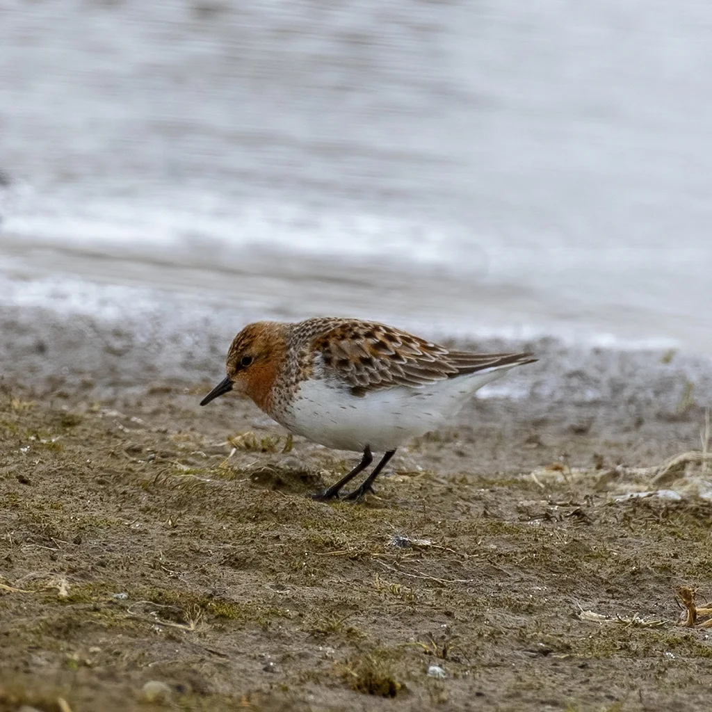 红颈滨鹬(Calidris ruficollis)