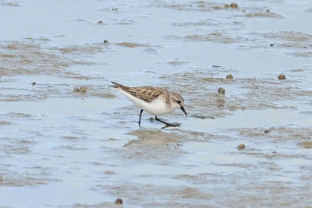 红颈滨鹬(Calidris ruficollis)