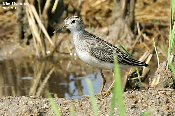 长趾滨鹬（Calidris subminuta）