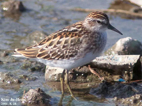 长趾滨鹬（Calidris subminuta）