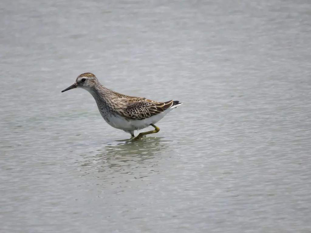 长趾滨鹬（Calidris subminuta）