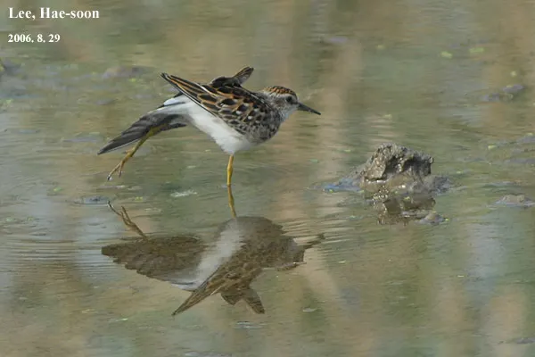 长趾滨鹬（Calidris subminuta）