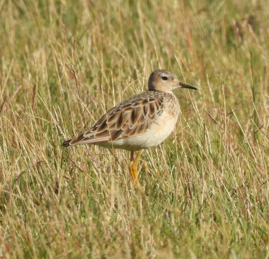 黄胸滨鹬(Calidris subruficollis)