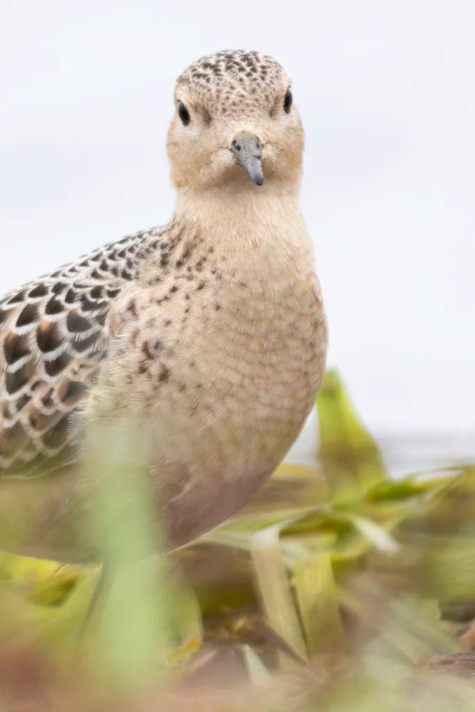 黄胸滨鹬(Calidris subruficollis)