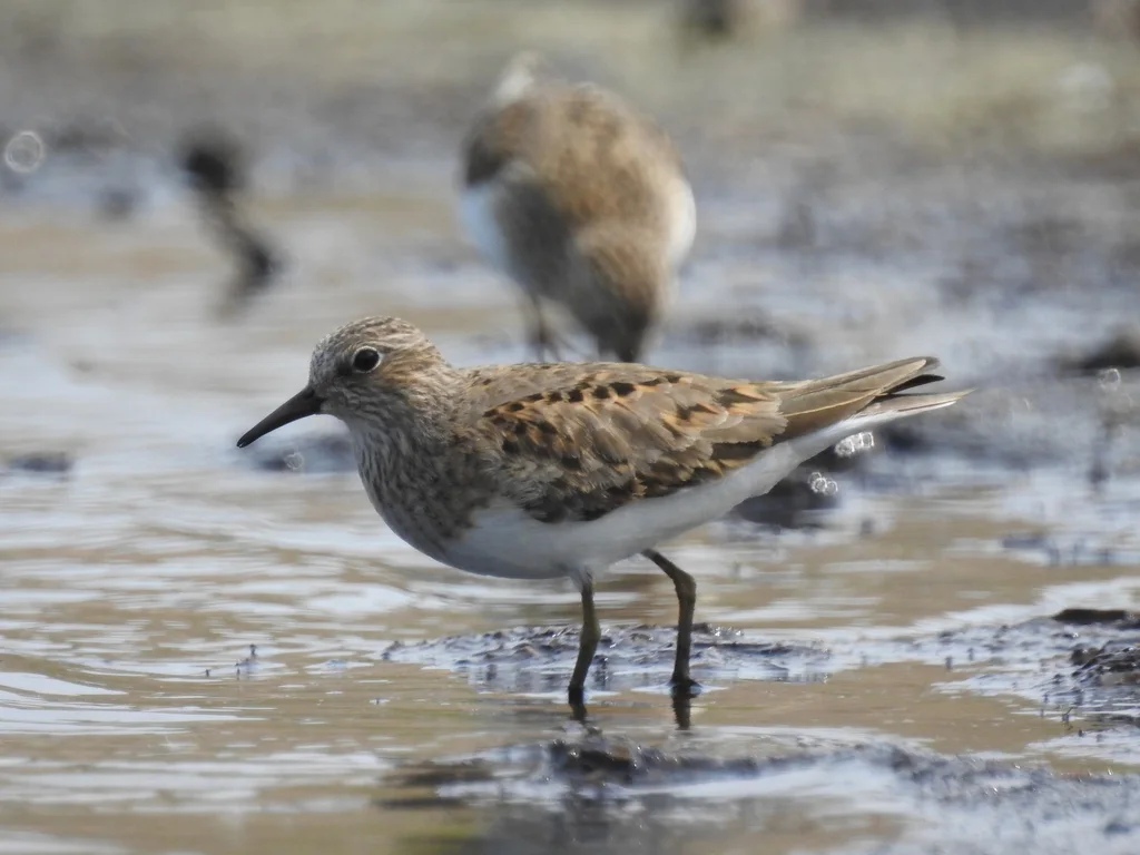 青脚滨鹬(Calidris temminckii)