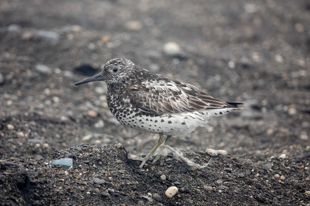 大滨鹬(Calidris tenuirostris)