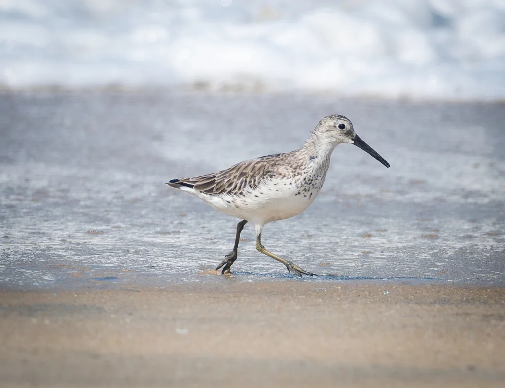 大滨鹬(Calidris tenuirostris)
