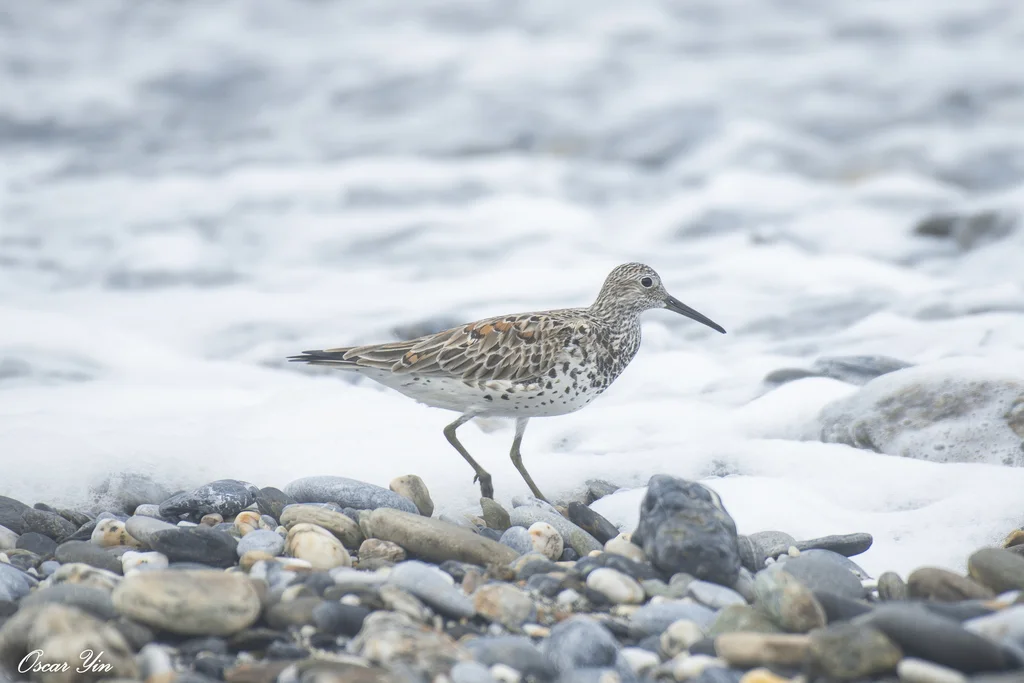 大滨鹬(Calidris tenuirostris)