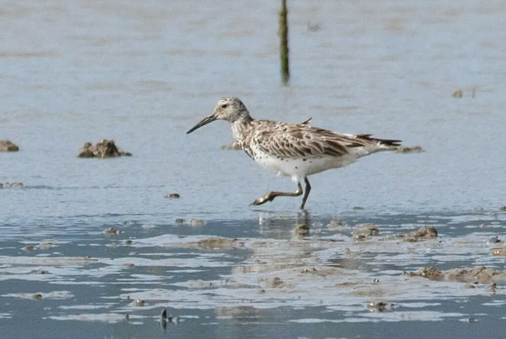 大滨鹬(Calidris tenuirostris)