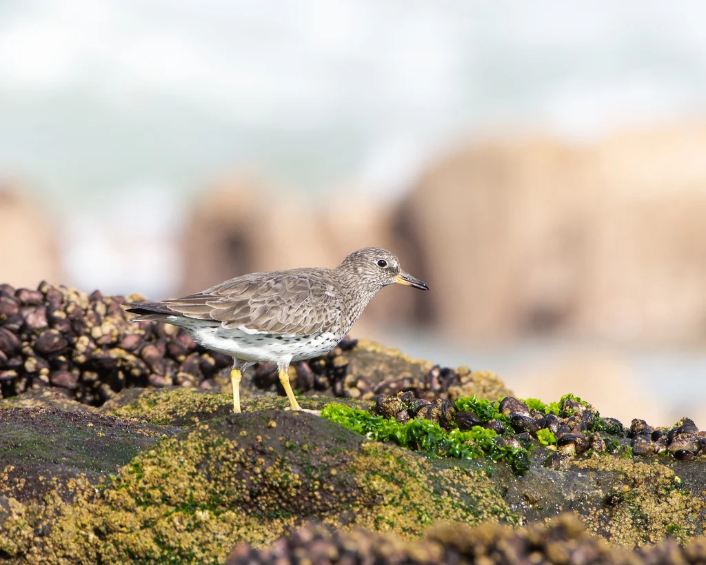 短嘴鹬(Calidris virgata)