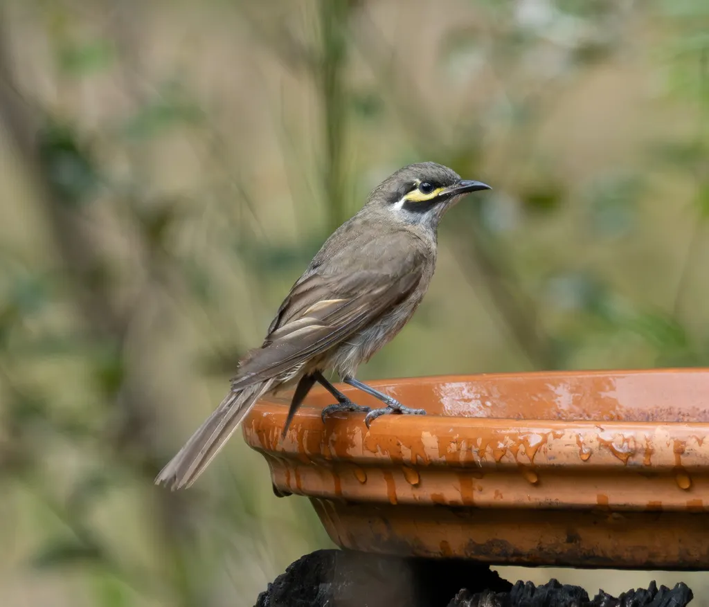 黄脸吸蜜鸟(Caligavis chrysops)