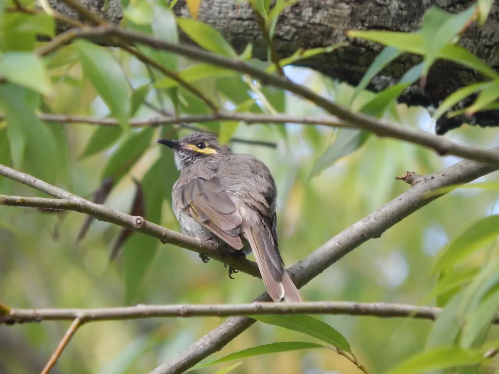 黄脸吸蜜鸟(Caligavis chrysops)