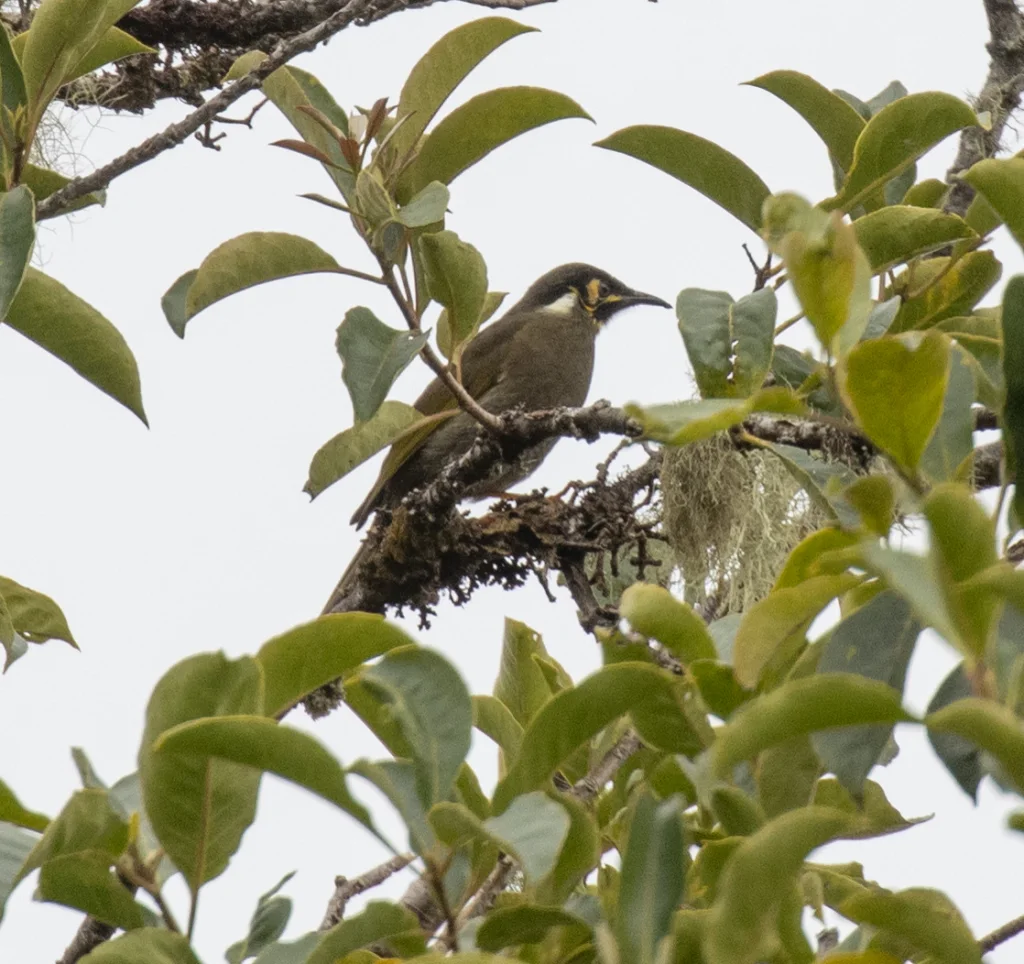 黑喉吸蜜鸟(Caligavis subfrenata)