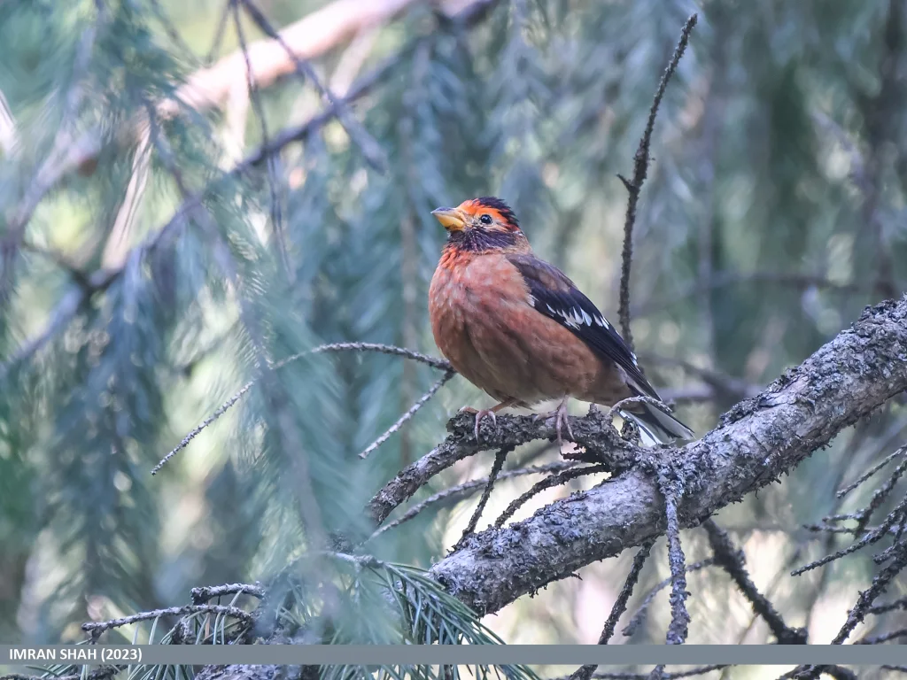红眉金翅雀(Callacanthis burtoni)