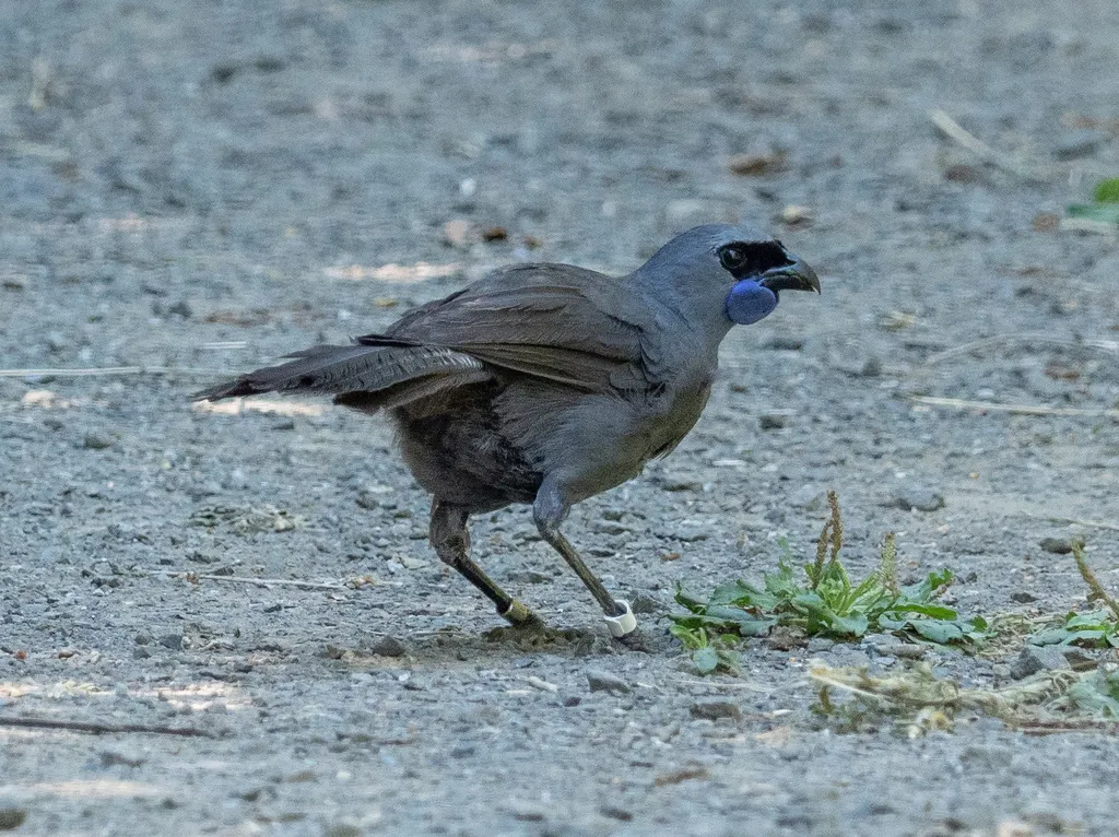 北岛垂耳鸦(Callaeas wilsoni)